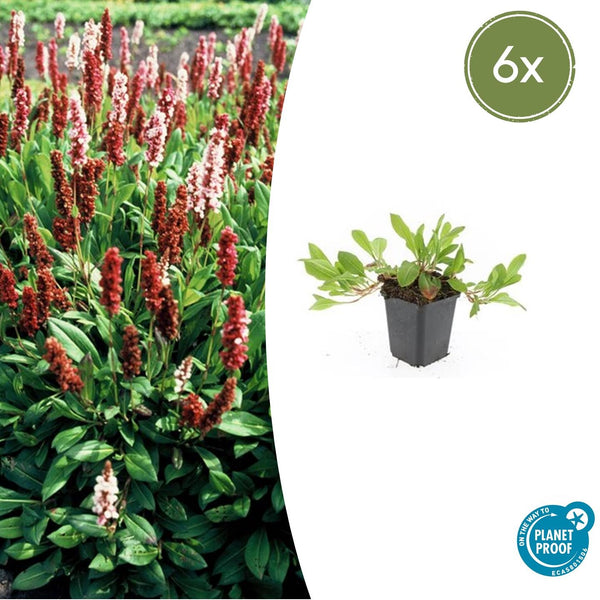 Persicaria aff. 'Darjeeling Red' - 20cm kopen bij Green Bubble