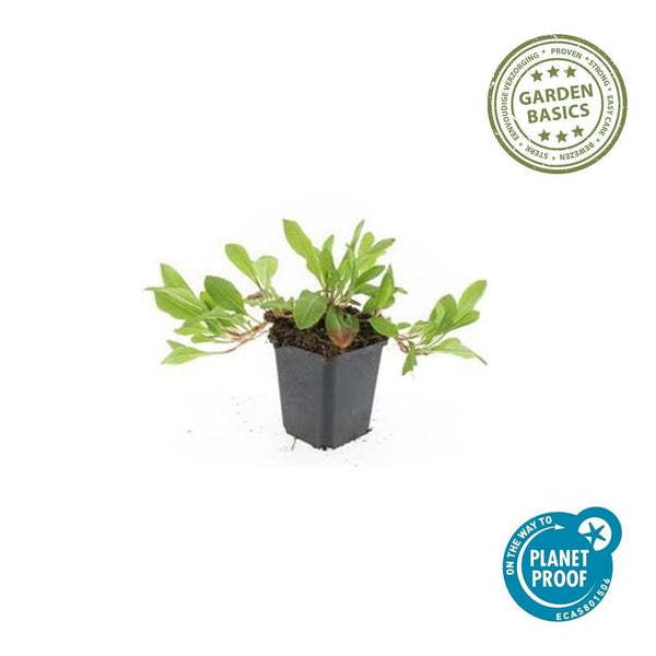 Persicaria aff. 'Darjeeling Red' - 20cm kopen bij Green Bubble