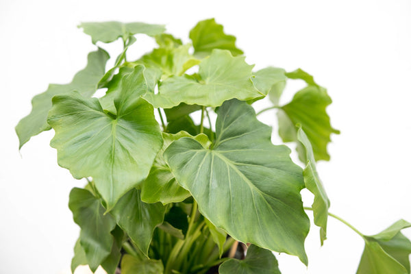 Philodendron Shangri La Feel Green - 45cm kopen bij Green Bubble