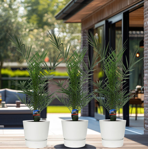 Combideal - 3x Phoenix Canariensis - 80cm kopen bij Green Bubble