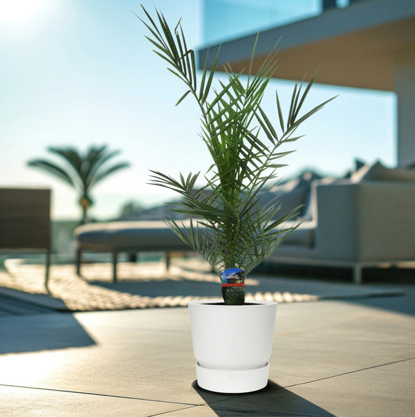 Phoenix Canariensis - 80cm kopen bij Green Bubble