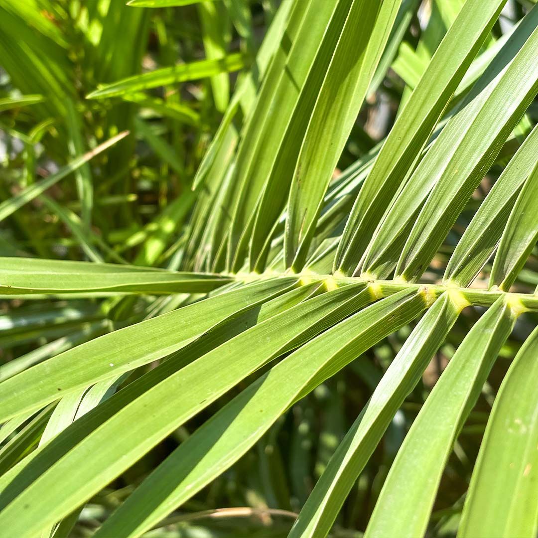 Verzorging Phoenix Canariensis verzorging - Green Bubble