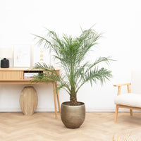 Phoenix Roebelenii op stam - 160cm