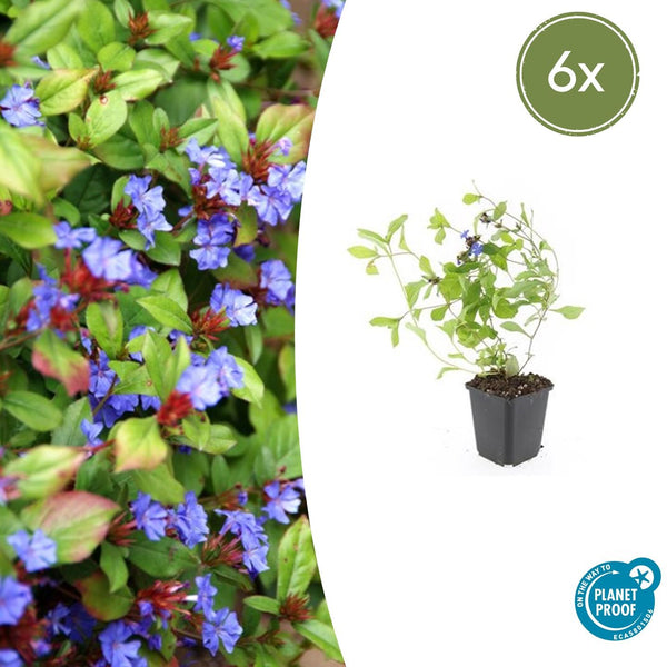 Ceratostigma Plumbaginoides - 20cm kopen bij Green Bubble
