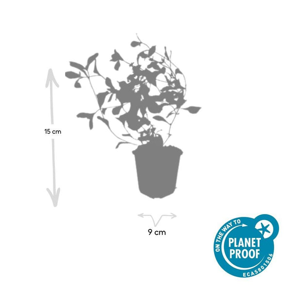 Ceratostigma Plumbaginoides - 20cm kopen bij Green Bubble