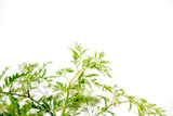 Product afbeelding 4