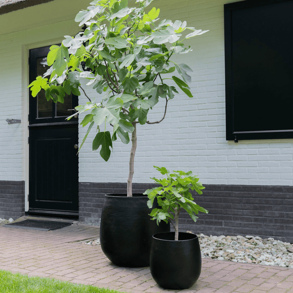 Pot Stijn zwart kopen bij Green Bubble
