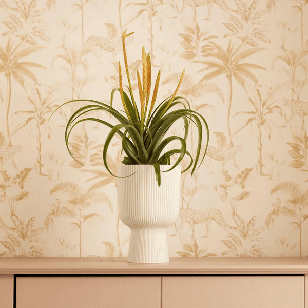 Pot Elho Vibes Fold Coupe wit kopen bij Green Bubble