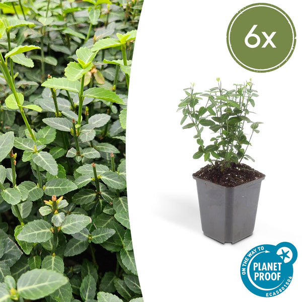 Euonymus fortunei radicans - 20cm kopen bij Green Bubble