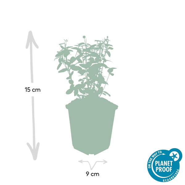 Euonymus fortunei radicans - 20cm kopen bij Green Bubble