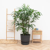 Rhapis Excelsa XXL - 190 cm