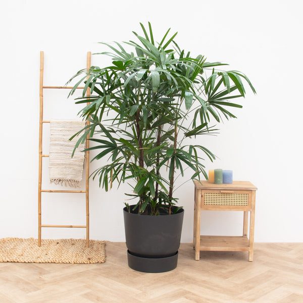 Rhapis Excelsa XXL - 190 cm kopen bij Green Bubble