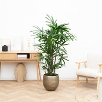 Rhapis Excelsa - 160cm