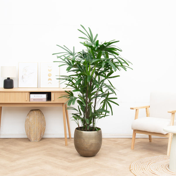 Rhapis Excelsa - 160cm kopen bij Green Bubble