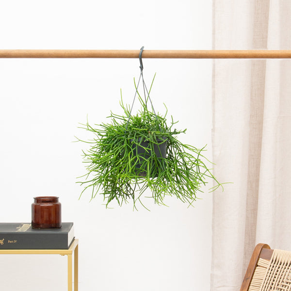 Rhipsalis Heteroclada hangplant - 25 cm kopen bij Green Bubble