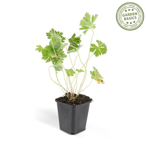 Geranium Rozanne - 20cm kopen bij Green Bubble