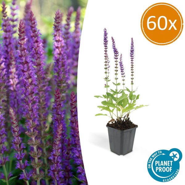 Salvia Nemorosa ‘Ostfriesland' - 20cm kopen bij Green Bubble