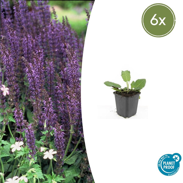 Salvia nemorosa 'Mainacht' - 20cm kopen bij Green Bubble
