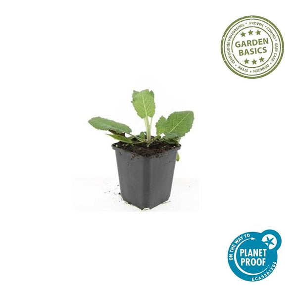 Salvia nemorosa 'Mainacht' - 20cm kopen bij Green Bubble