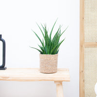 Sansevieria Kirkii - 35cm
