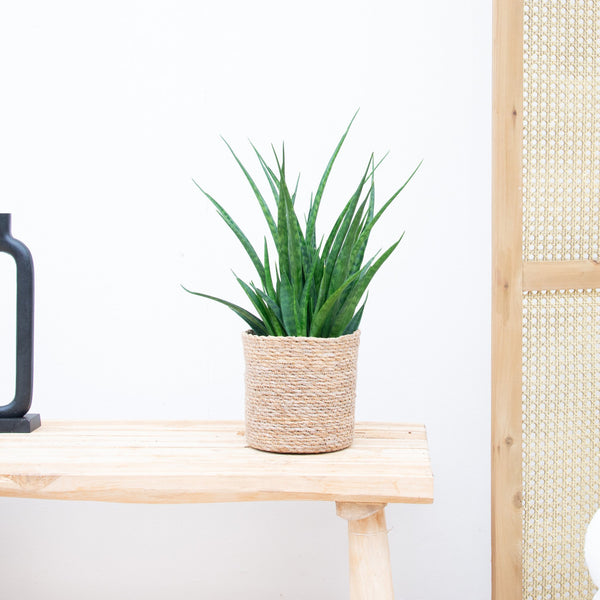 Sansevieria Kirkii - 35cm kopen bij Green Bubble