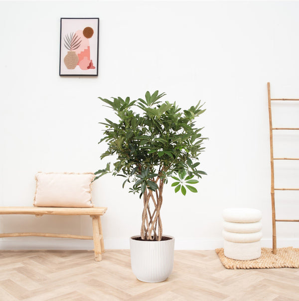 Schefflera Arboricola Compacta gevlochten stam - 120cm kopen bij Green Bubble