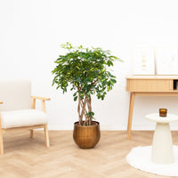 Schefflera Gold Capella gevlochten stam - 130cm
