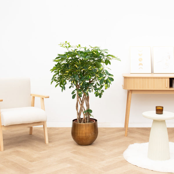 Schefflera Gold Capella gevlochten stam - 130cm kopen bij Green Bubble