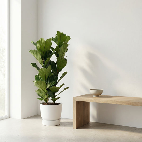 Ficus Lyrata struik - 155cm kopen bij Green Bubble