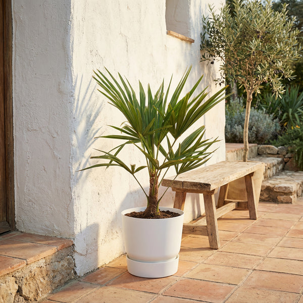 Trachycarpus Fortunei - 100 cm kopen bij Green Bubble