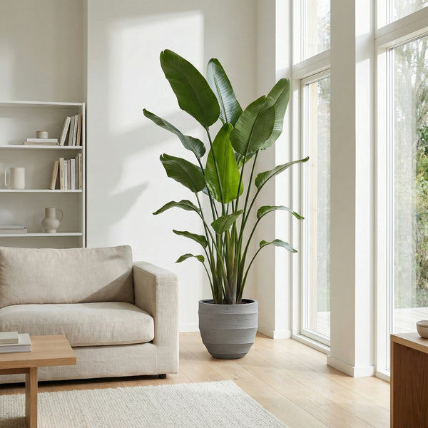 Strelitzia Nicolai XXL - 250cm kopen bij Green Bubble