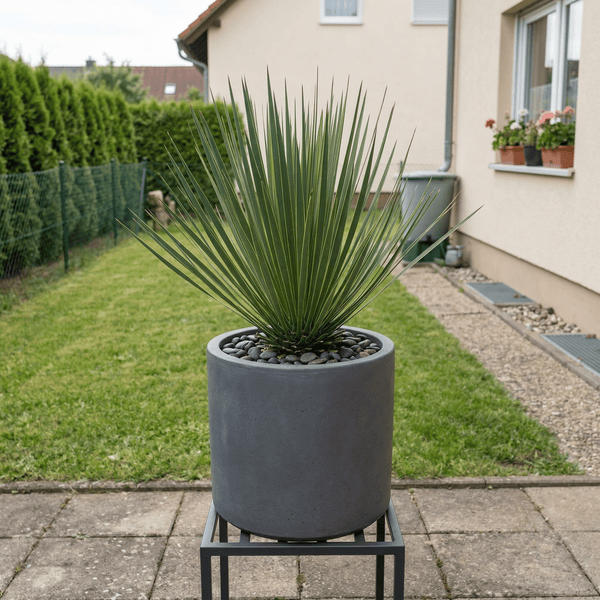 Yucca Rostrata - 60 cm kopen bij Green Bubble