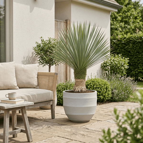 Yucca Rostrata - 100cm kopen bij Green Bubble