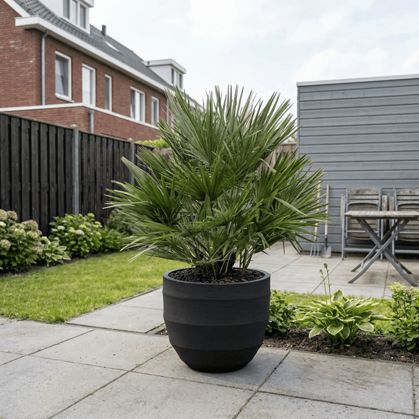Chamaerops Humilis - 130cm kopen bij Green Bubble