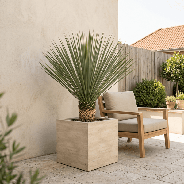 Yucca Rostrata - 120 cm kopen bij Green Bubble