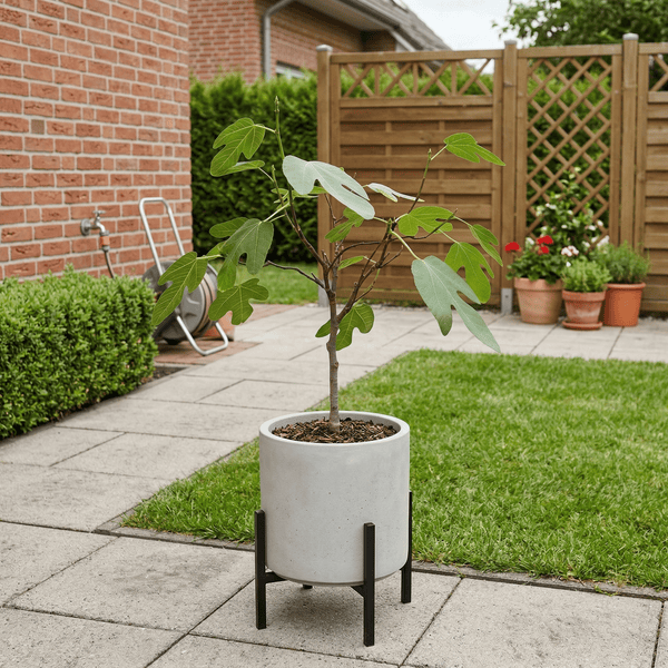 Ficus Carica (vijgenboompje) - 70cm kopen bij Green Bubble