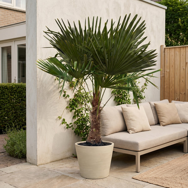 Trachycarpus Fortunei - 170cm kopen bij Green Bubble