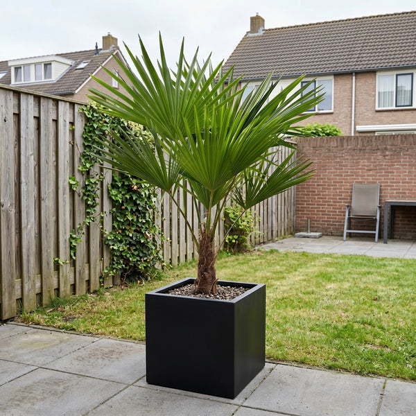 Trachycarpus Fortunei - 140 cm kopen bij Green Bubble