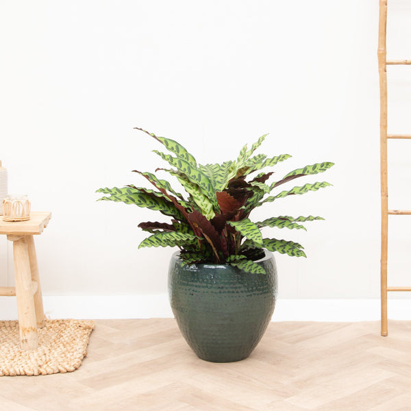 Calathea Lancifolia - 100cm kopen bij Green Bubble