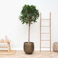 Ficus Nitida op stam - 180cm