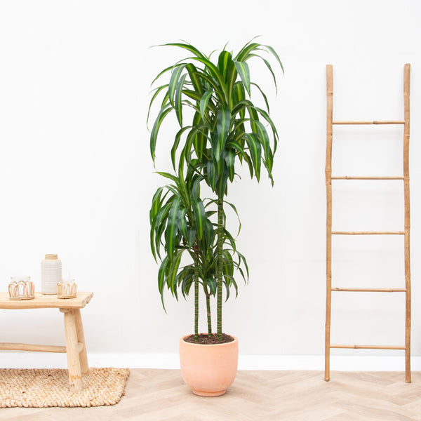 Dracaena Hawaiianischer Sonnenschein - 150cm kopen bij Green Bubble
