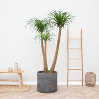 Baúl Beaucarnea Multi XXL - 220cm