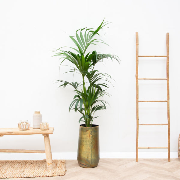 Combi deal - Kentia Palm inclusief Vaas Elisa - 170cm kopen bij Green Bubble