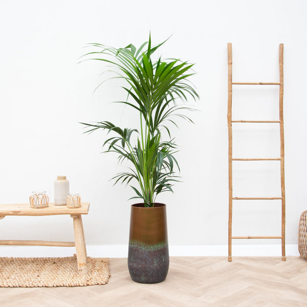 Combi deal - Kentia Palm inclusief Vaas Elisa - 170cm kopen bij Green Bubble