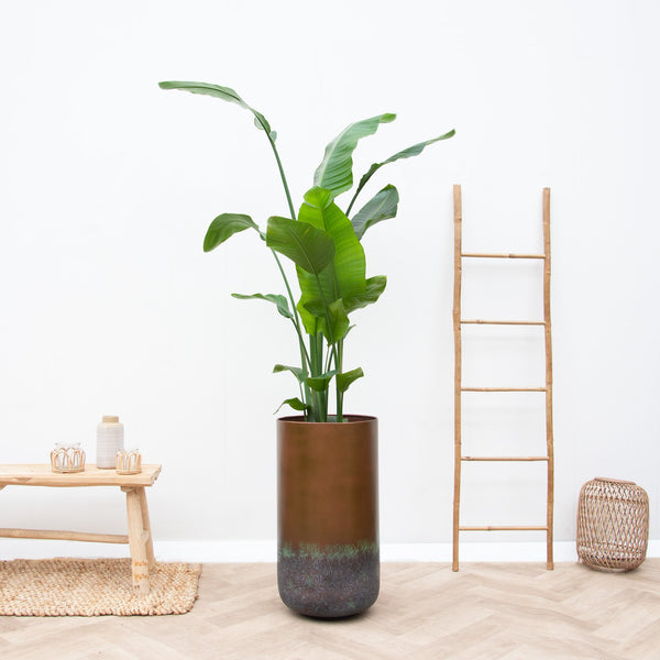 Combi deal - Strelitzia Nicolai inclusief vaas Elisa Mystic - 190cm kopen bij Green Bubble