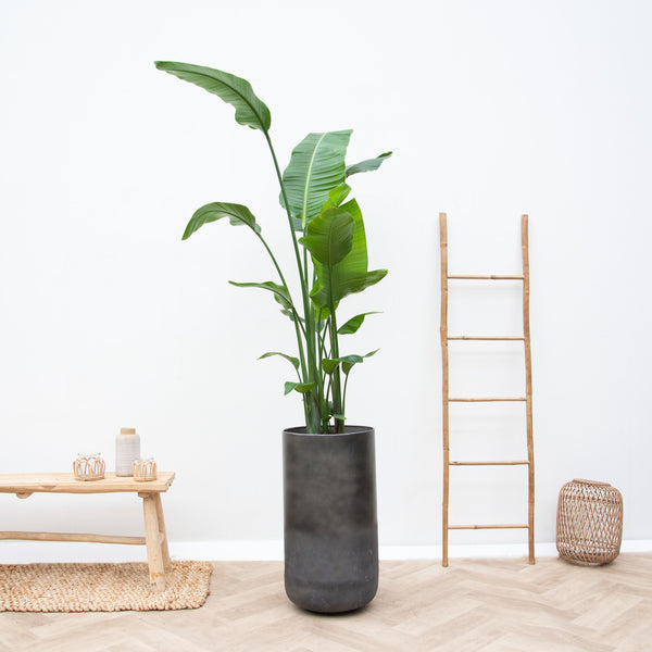 Combi deal - Strelitzia Nicolai inclusief vaas Elisa Mystic - 190cm kopen bij Green Bubble