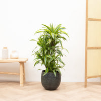 Dracaena Deremensis Lemon Lime vertakt - 100cm
