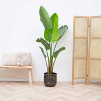 Strelitzia Augusta - 210 cm