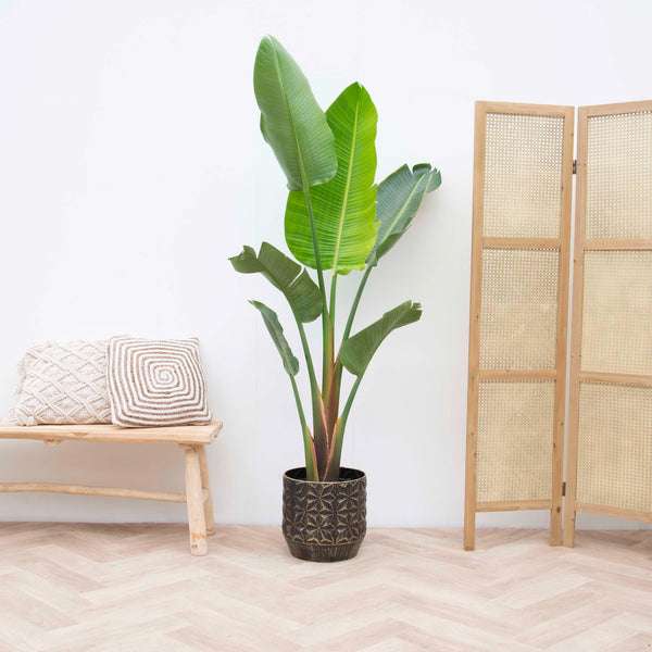 Strelitzia Augusta - 210cm kopen bij Green Bubble