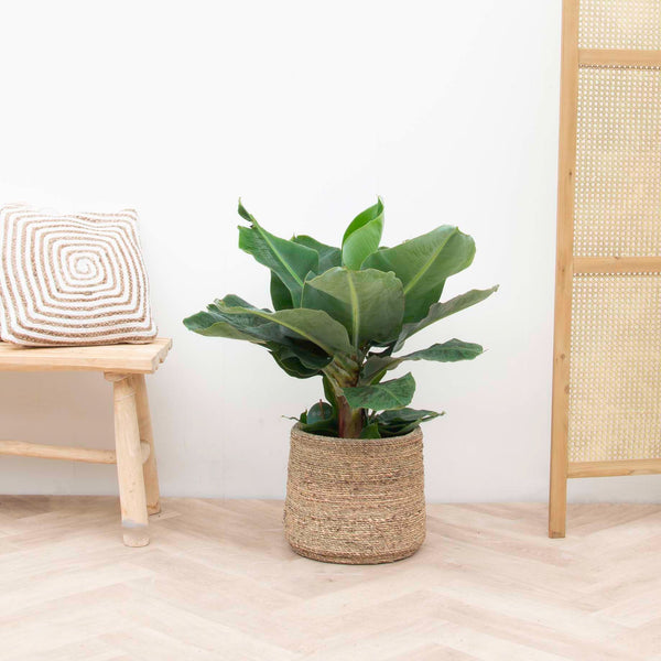 Bananenplant - 80 cm kopen bij Green Bubble